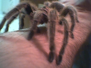 harriet 2